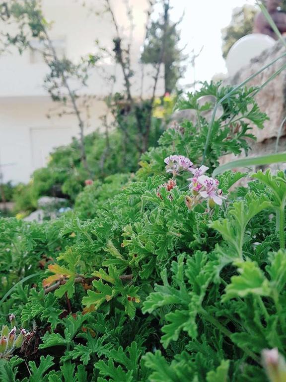 Penelope'S Rooms Dhermi Ngoại thất bức ảnh